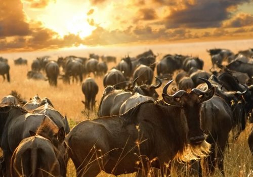 wildebeest_migration